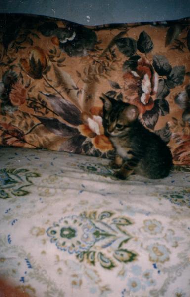 mon chat
